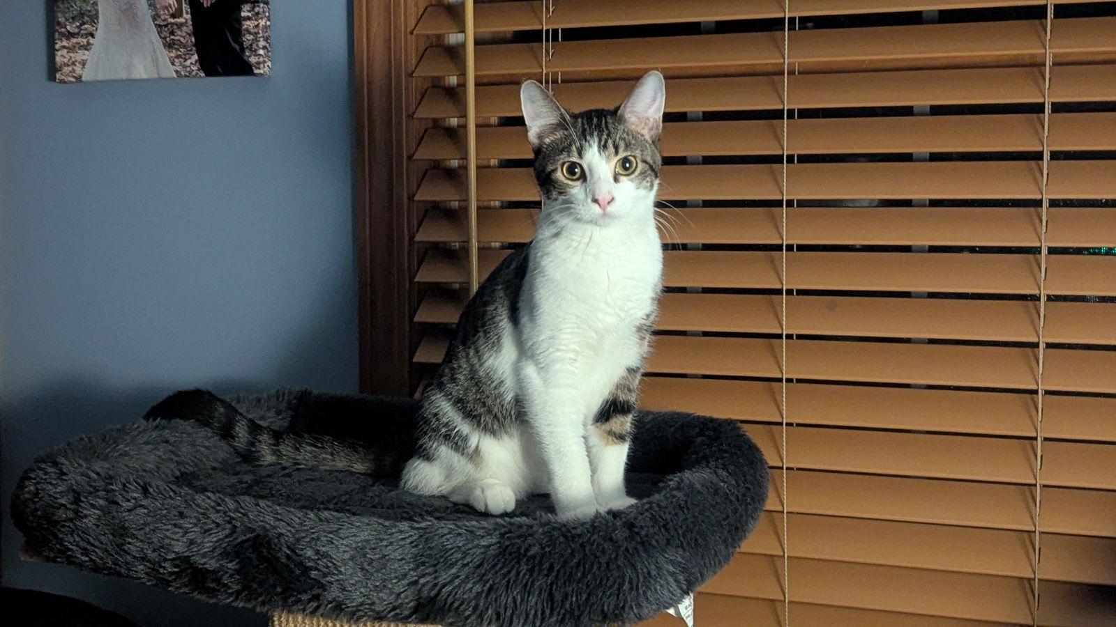 Enlarge Big John, a Adoptable Domestic Short Hair in hinckley, IL image 1/3