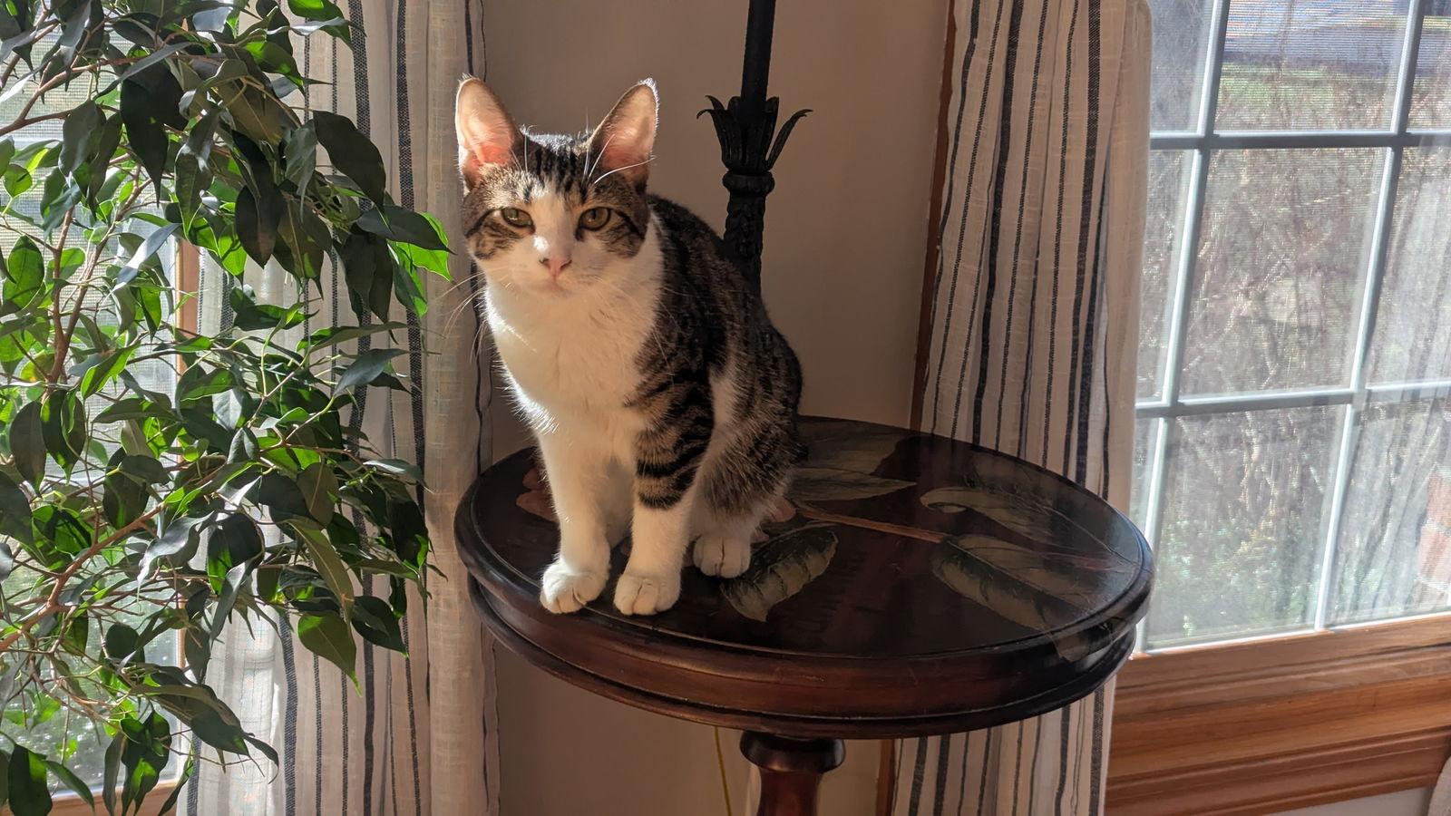 Big John, a Adoptable Domestic Short Hair in hinckley, IL image 2/3