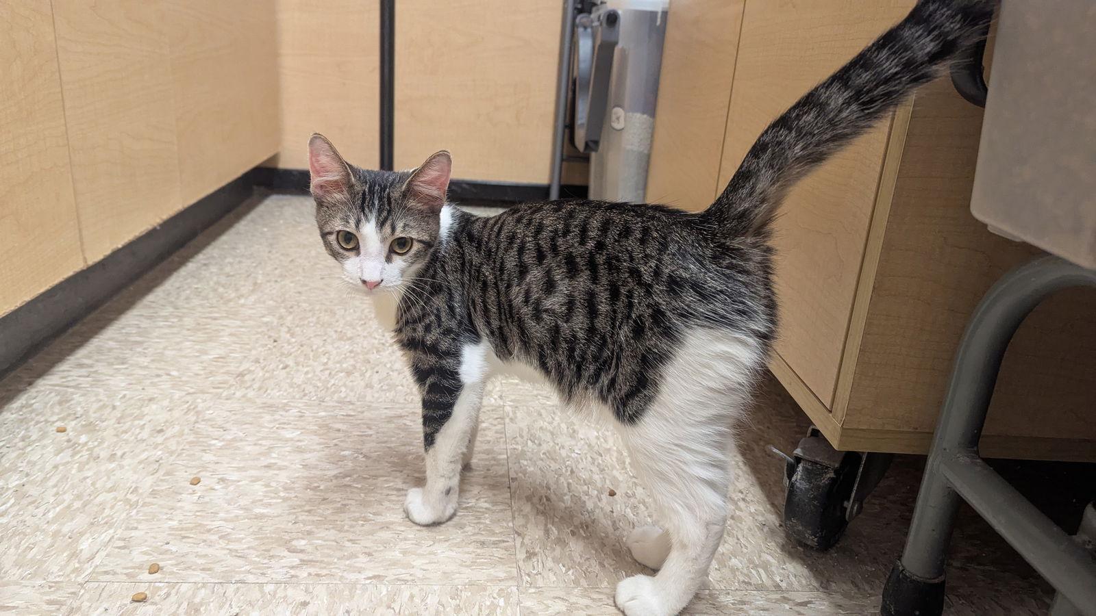 Big John, a Adoptable Domestic Short Hair in hinckley, IL image 2/2