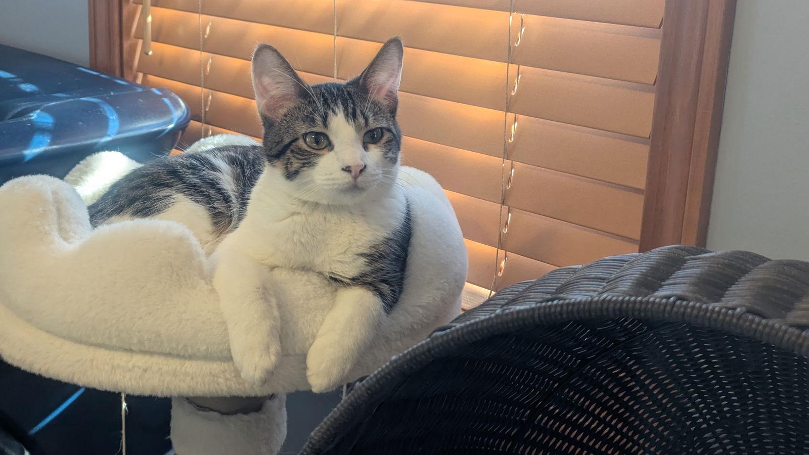 Enlarge Big John, a Adoptable Domestic Short Hair in hinckley, IL image 3/3