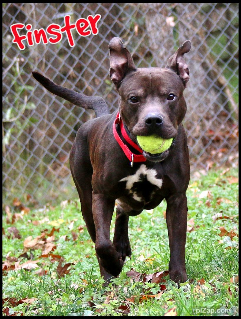 Finster, Adoptable, Adult Male Pit Bull Terrier.