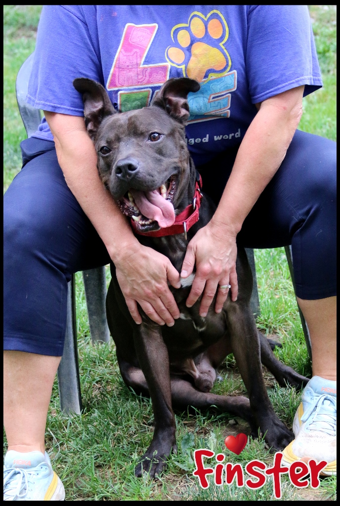 Finster, a Adoptable Pit Bull Terrier in Shippenville, PA image 1/6