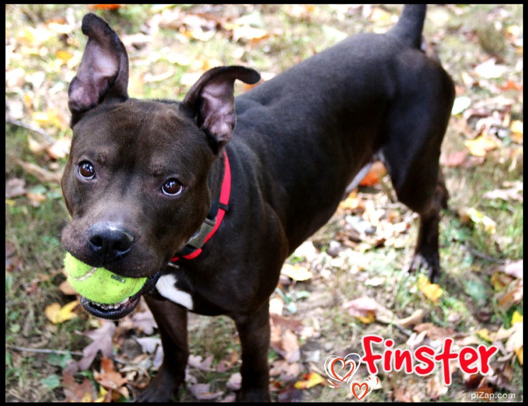 Finster, a Adoptable Pit Bull Terrier in Shippenville, PA image 5/6