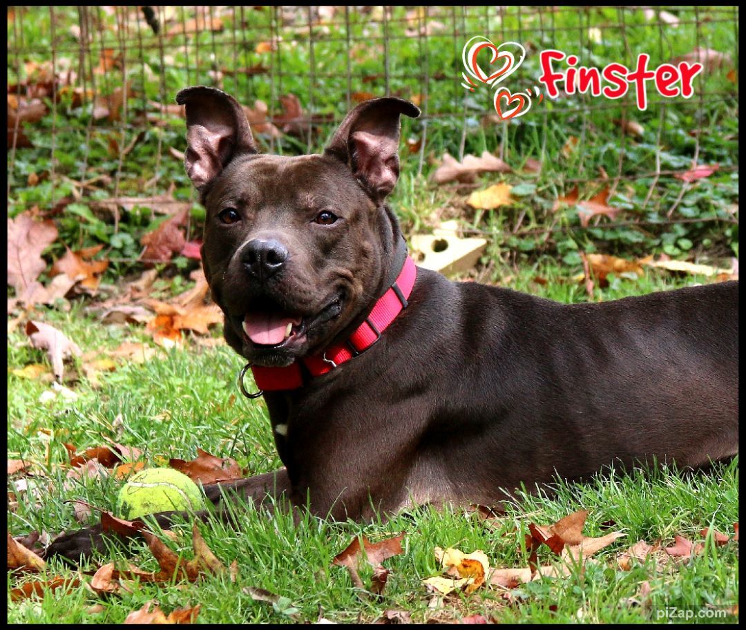 Finster, Adoptable, Adult Male Pit Bull Terrier.