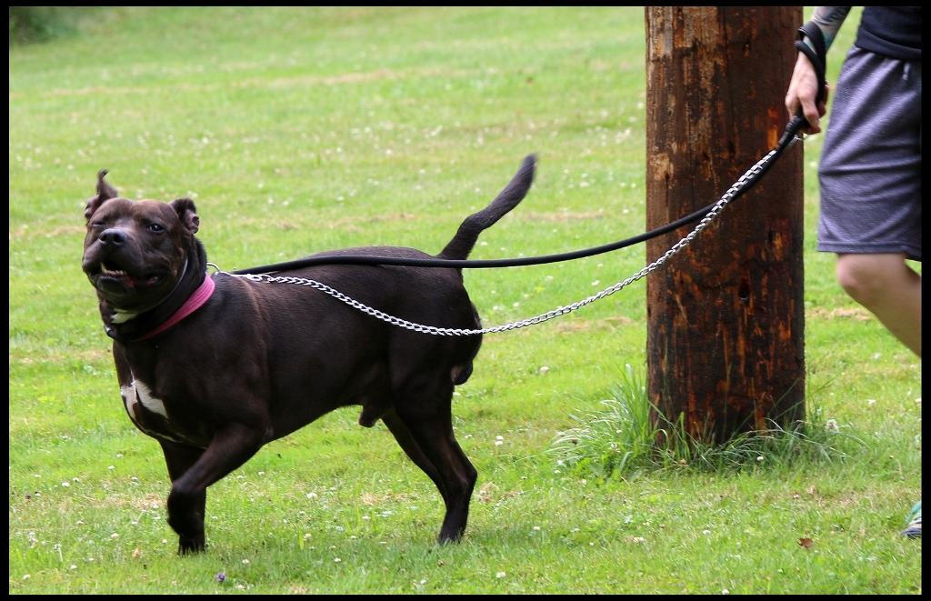 Finster, a Adoptable Pit Bull Terrier in Shippenville, PA image 5/6