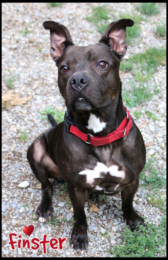 Finster, a Adoptable Pit Bull Terrier in Shippenville, PA image 2/6