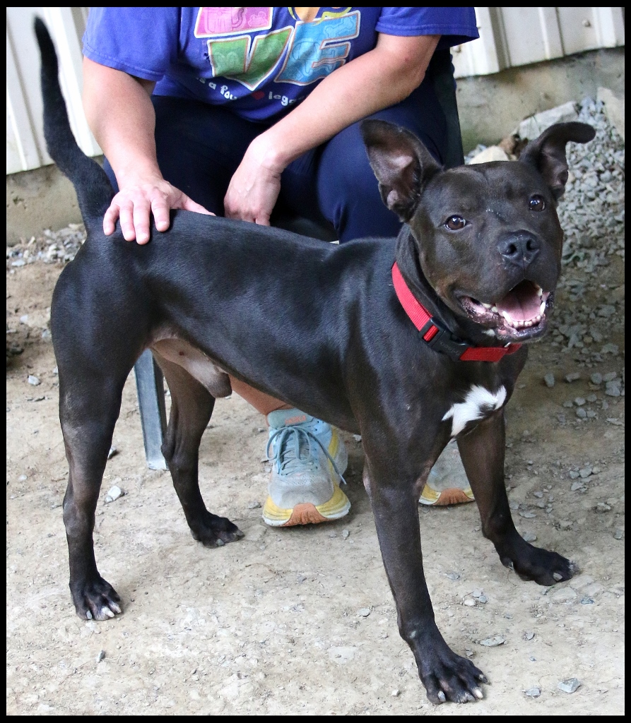 Finster, a Adoptable Pit Bull Terrier in Shippenville, PA image 3/6