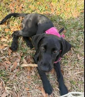 Sunday, a Adoptable Black Labrador Retriever in Palm Harbor, FL image 5/6