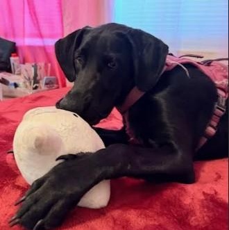 Sunday, a Adoptable Black Labrador Retriever in Palm Harbor, FL image 6/6