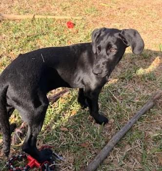 Sunday, a Adoptable Black Labrador Retriever in Palm Harbor, FL image 4/6