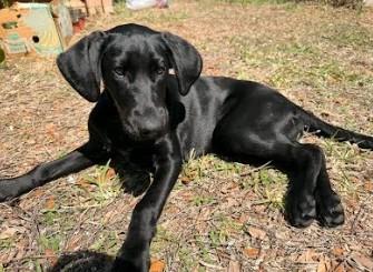 Sunday, a Adoptable Black Labrador Retriever in Palm Harbor, FL image 3/6