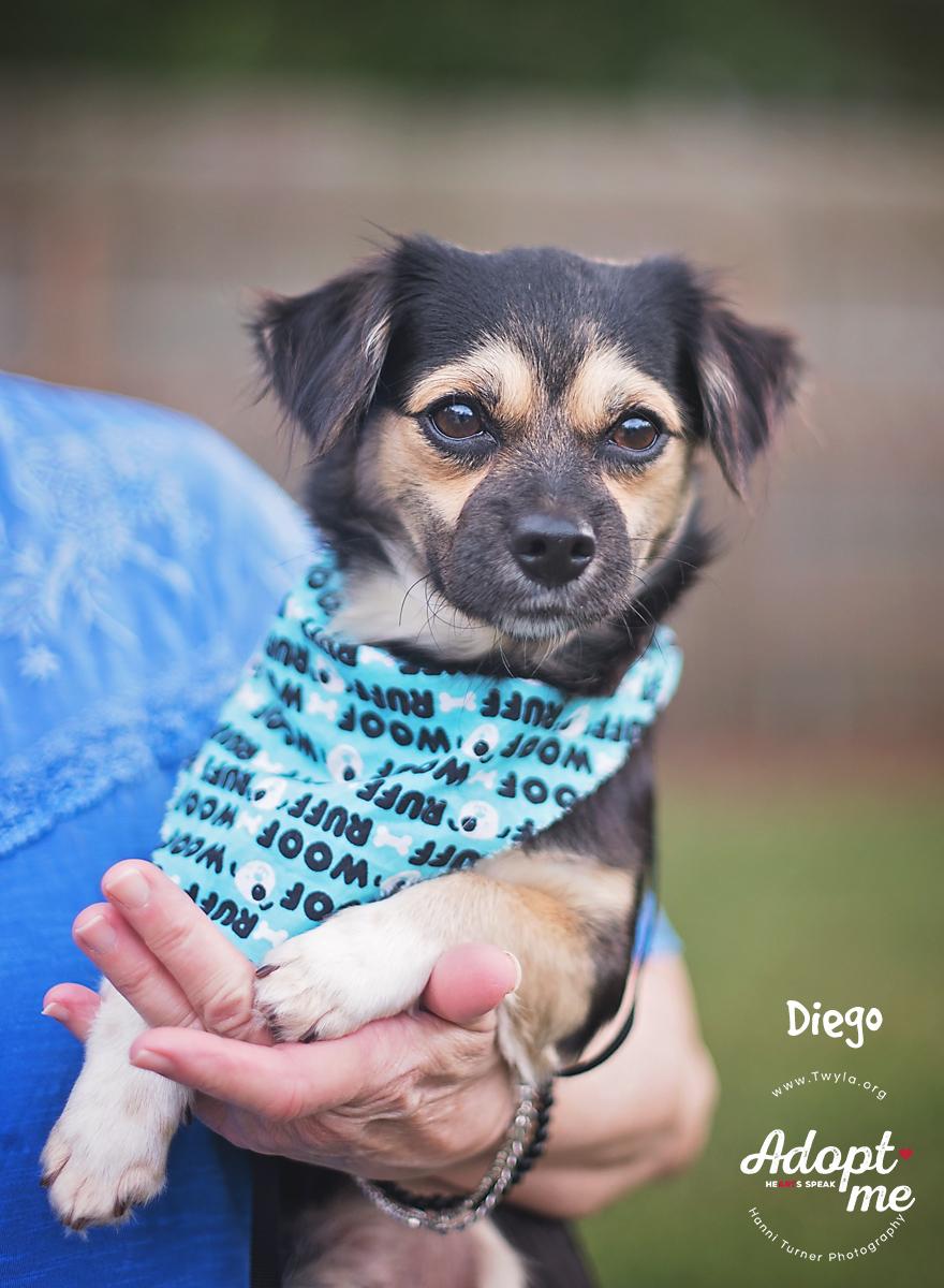 Diego, adopted, Young Male Yorkshire Terrier & Chihuahua.