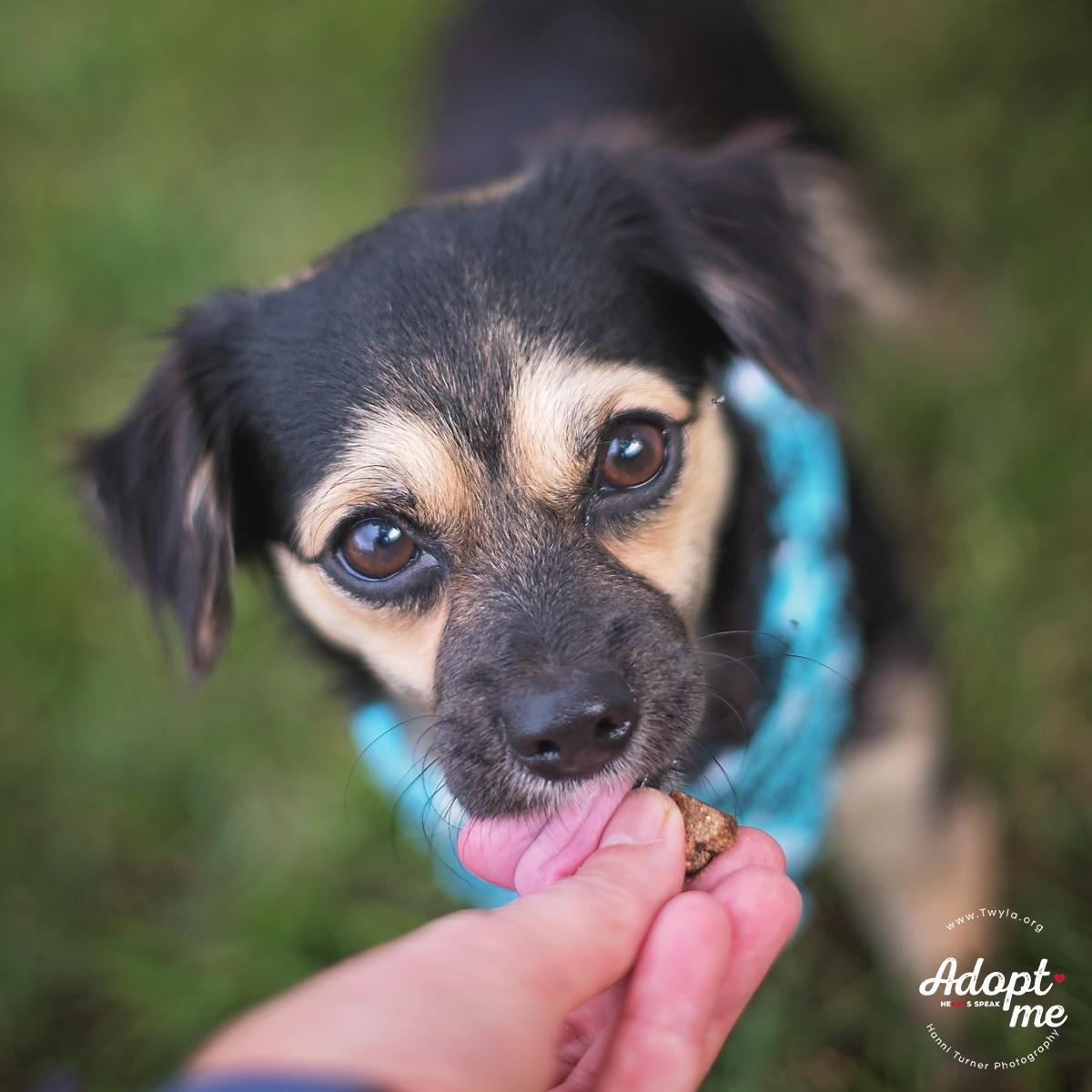 Enlarge Diego, an adopted mixed breed in Kingwood, TX image 2/6