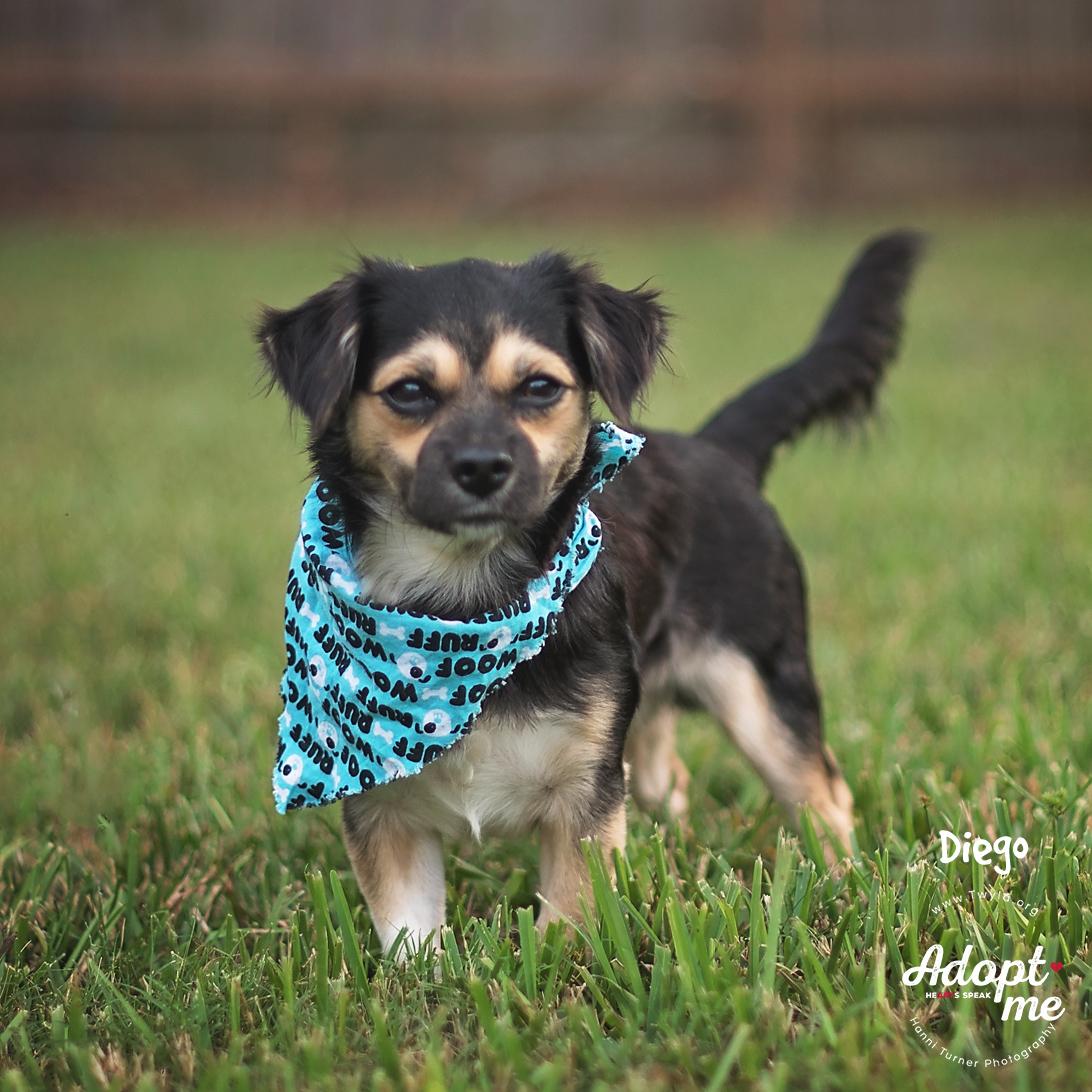 Enlarge Diego, an adopted mixed breed in Kingwood, TX image 3/6