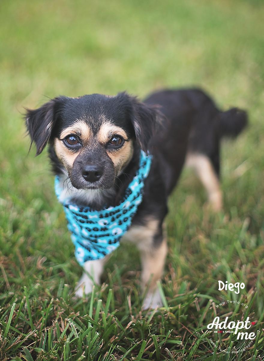 Enlarge Diego, an adopted mixed breed in Kingwood, TX image 5/6
