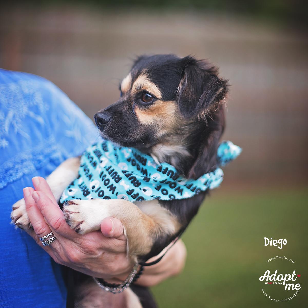 Enlarge Diego, an adopted mixed breed in Kingwood, TX image 6/6