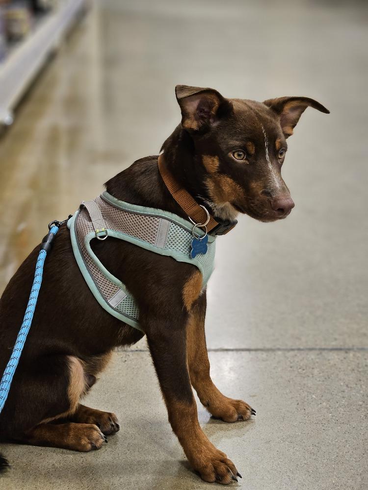 Dazzler, Adoptable, Puppy Male Australian Shepherd.