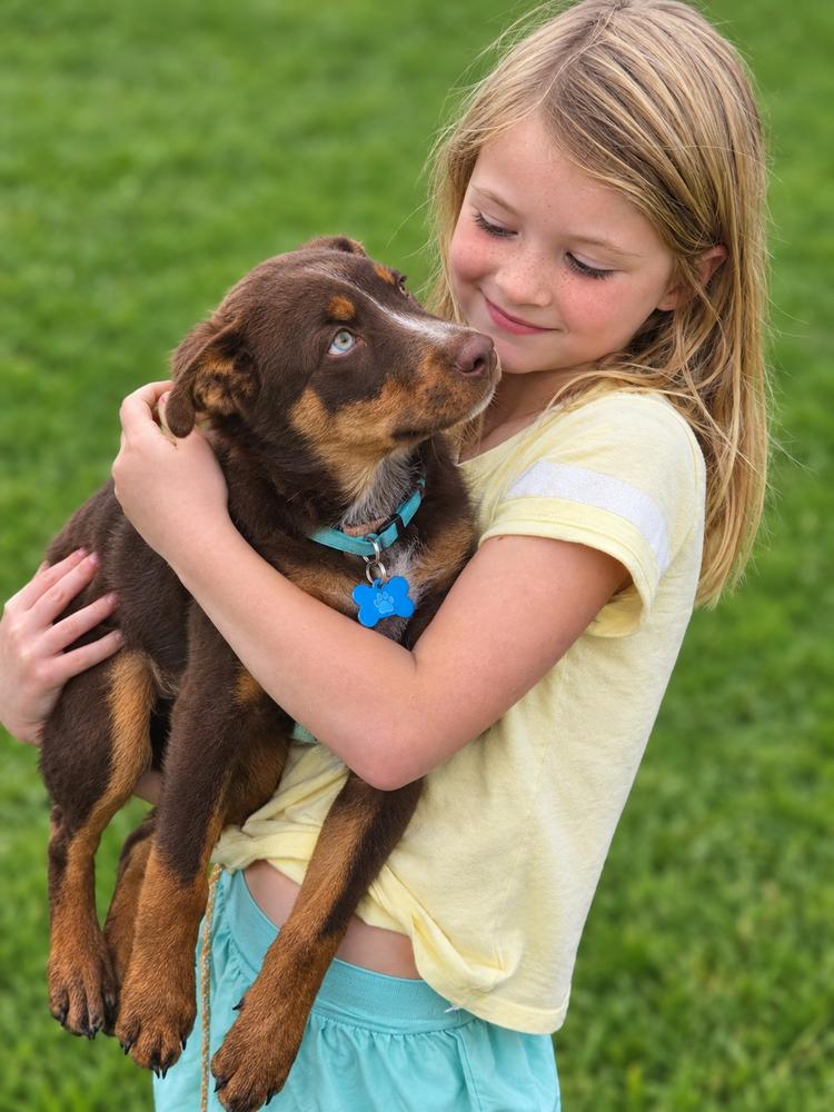 Enlarge Dazzler, a Adoptable mixed breed in Waunakee, WI image 2/6