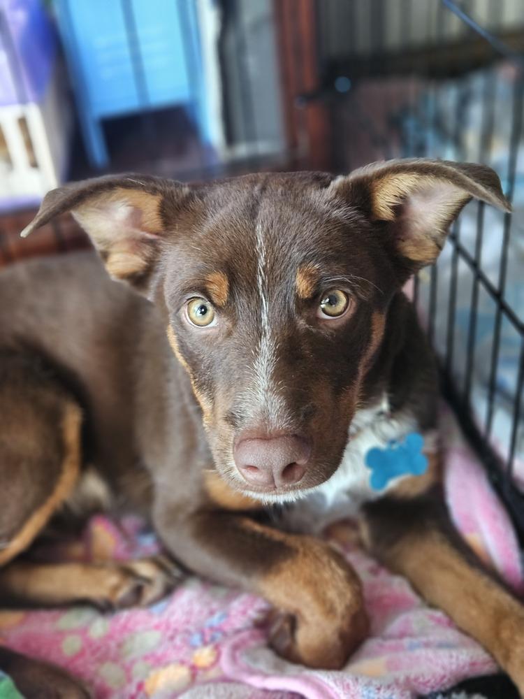 Enlarge Dazzler, a Adoptable mixed breed in Waunakee, WI image 3/6