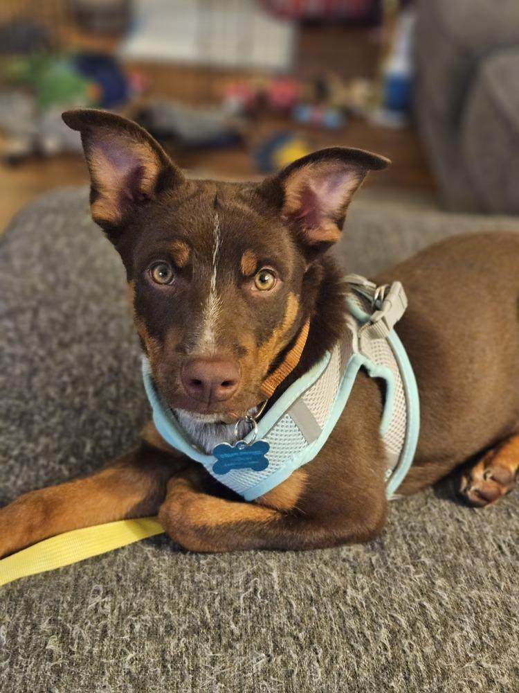 Enlarge Dazzler, a Adoptable mixed breed in Waunakee, WI image 4/6