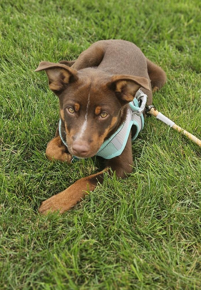 Enlarge Dazzler, a Adoptable mixed breed in Waunakee, WI image 5/6