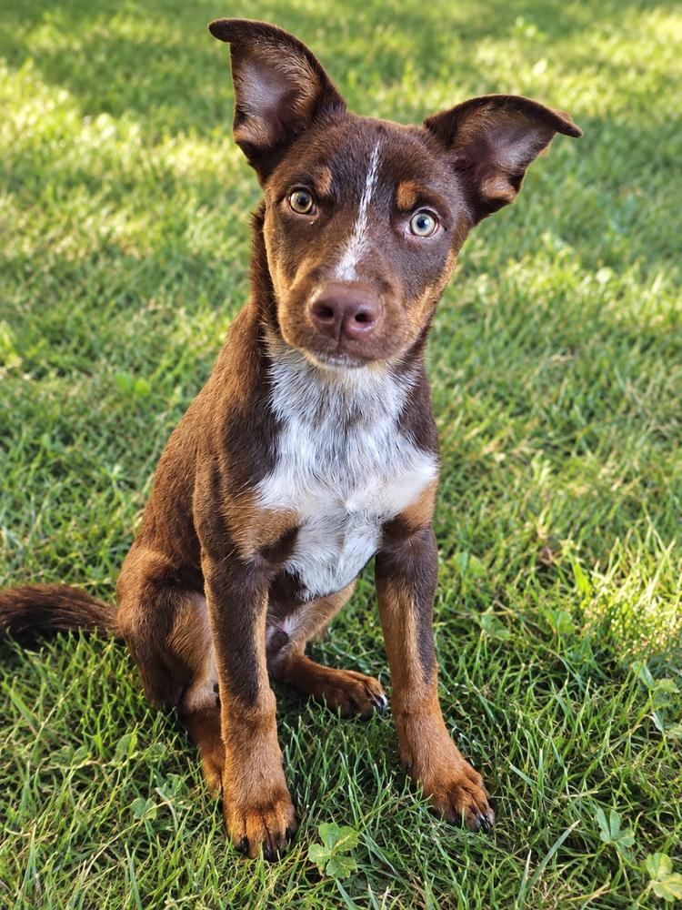 Enlarge Dazzler, a Adoptable mixed breed in Waunakee, WI image 6/6