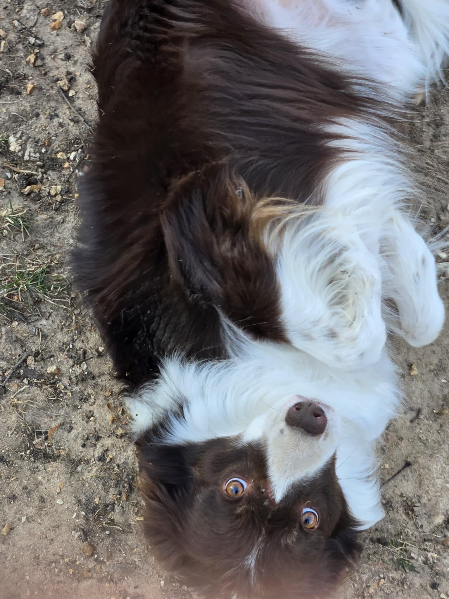 Charlie (2025), Adoptable, Adult Female Border Collie.