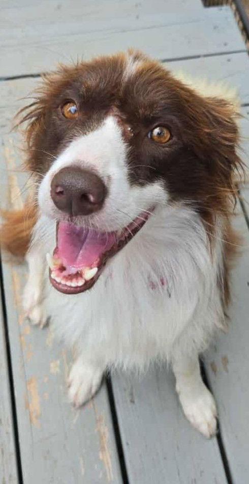 Charlie (2025), a Adoptable Border Collie in Saint Robert, MO image 1/3