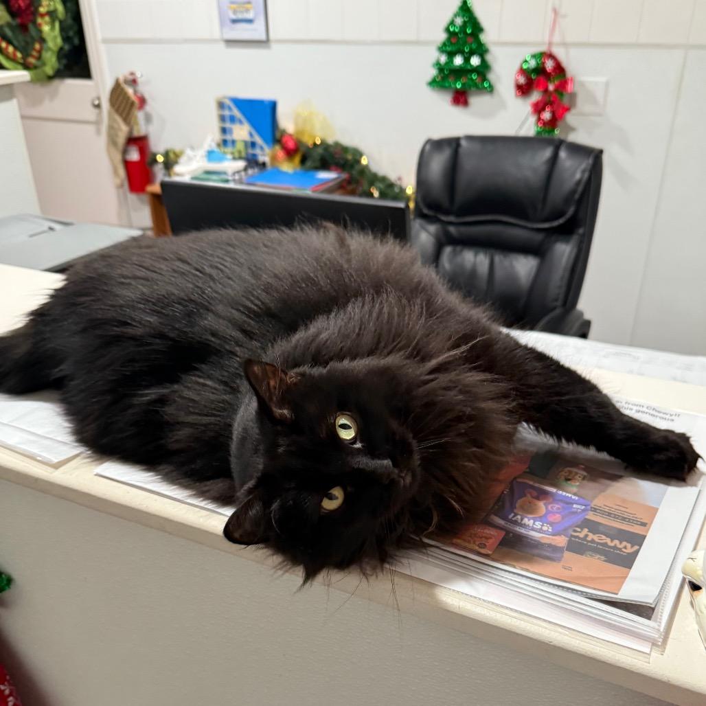 Enlarge Toasty, a Adoptable Domestic Long Hair in Cedaredge, CO image 1/6