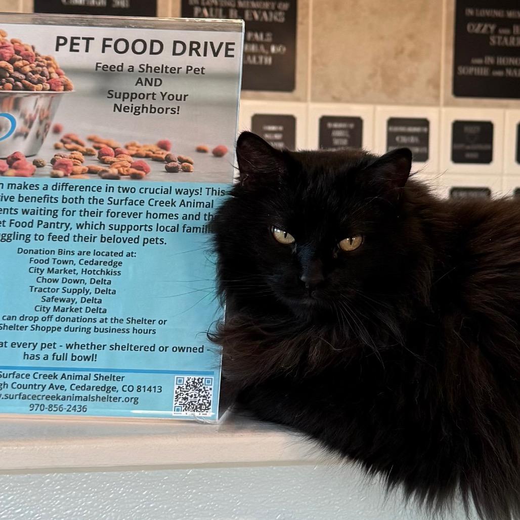 Enlarge Toasty, a Adoptable Domestic Long Hair in Cedaredge, CO image 2/6