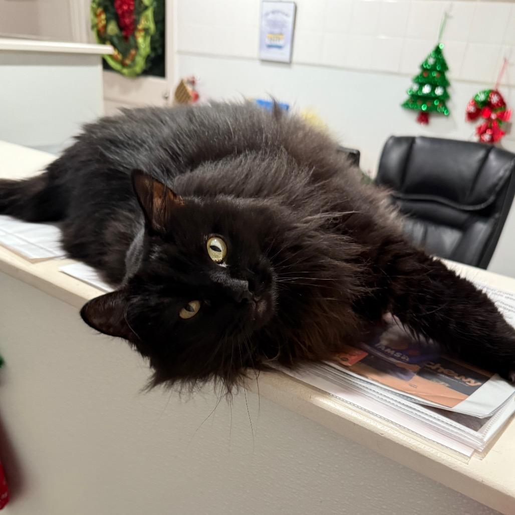 Enlarge Toasty, a Adoptable Domestic Long Hair in Cedaredge, CO image 3/6