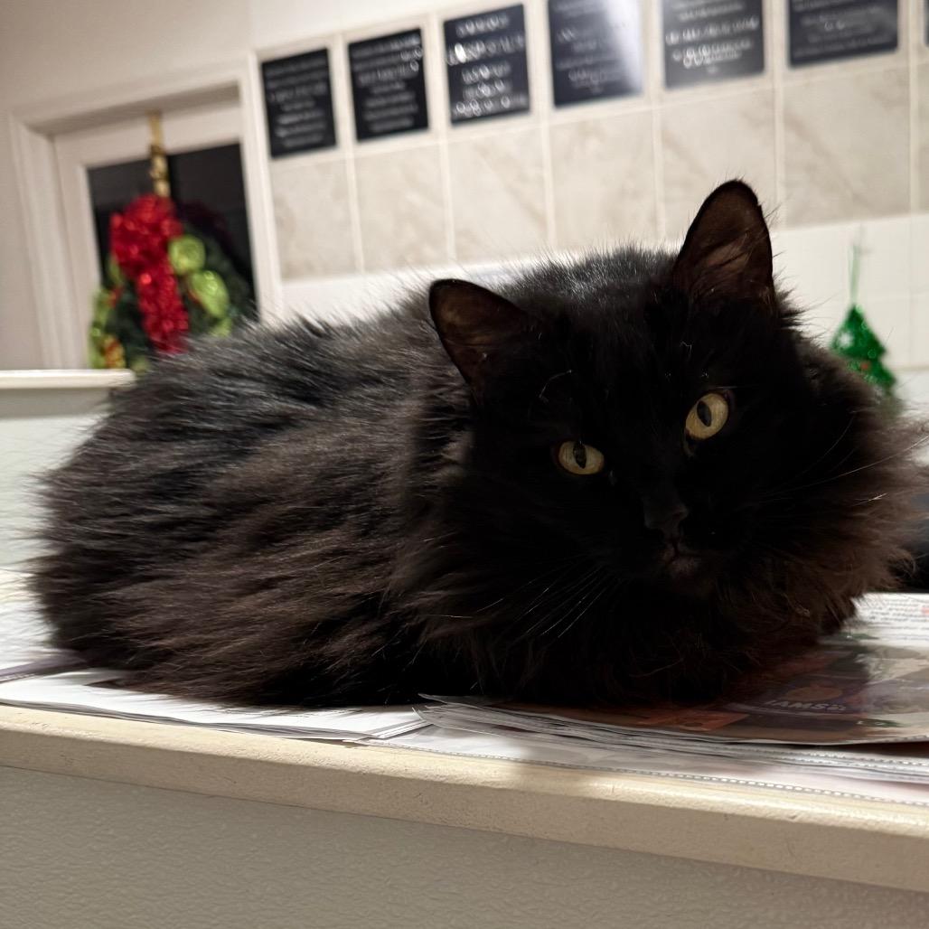 Enlarge Toasty, a Adoptable Domestic Long Hair in Cedaredge, CO image 5/6