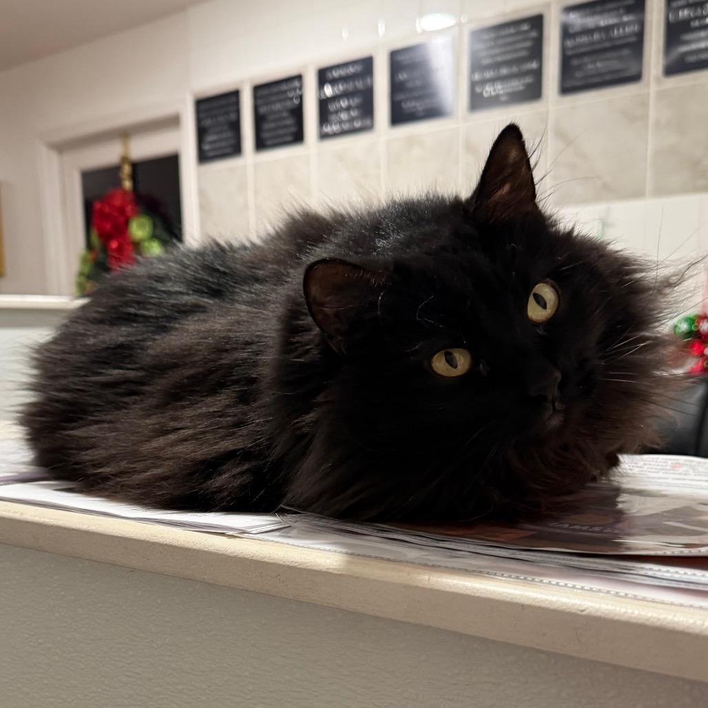 Enlarge Toasty, a Adoptable Domestic Long Hair in Cedaredge, CO image 6/6