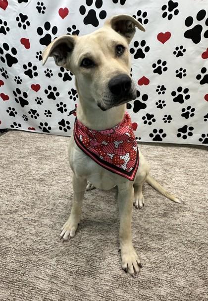 Tiana, Adoptable, Young Female Shepherd & Mixed Breed.