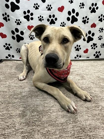 Enlarge Tiana, a Adoptable mixed breed in Seagoville, TX image 2/3