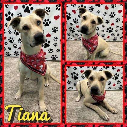 Enlarge Tiana, a Adoptable mixed breed in Seagoville, TX image 3/3