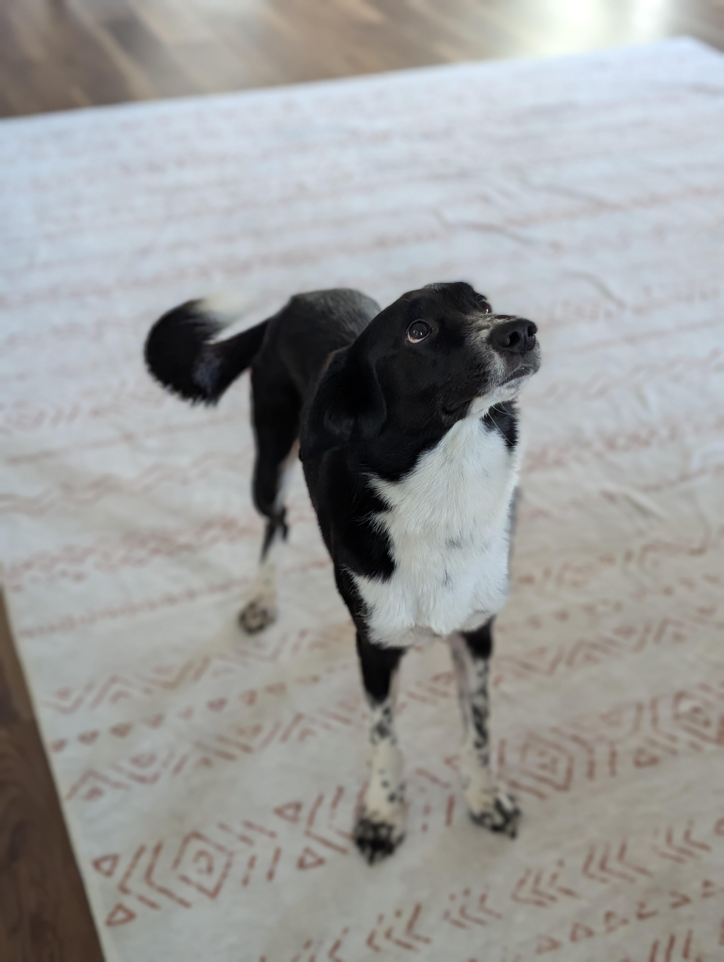 Enlarge Chance, an adopted mixed breed in Bloomingdale, GA image 3/4