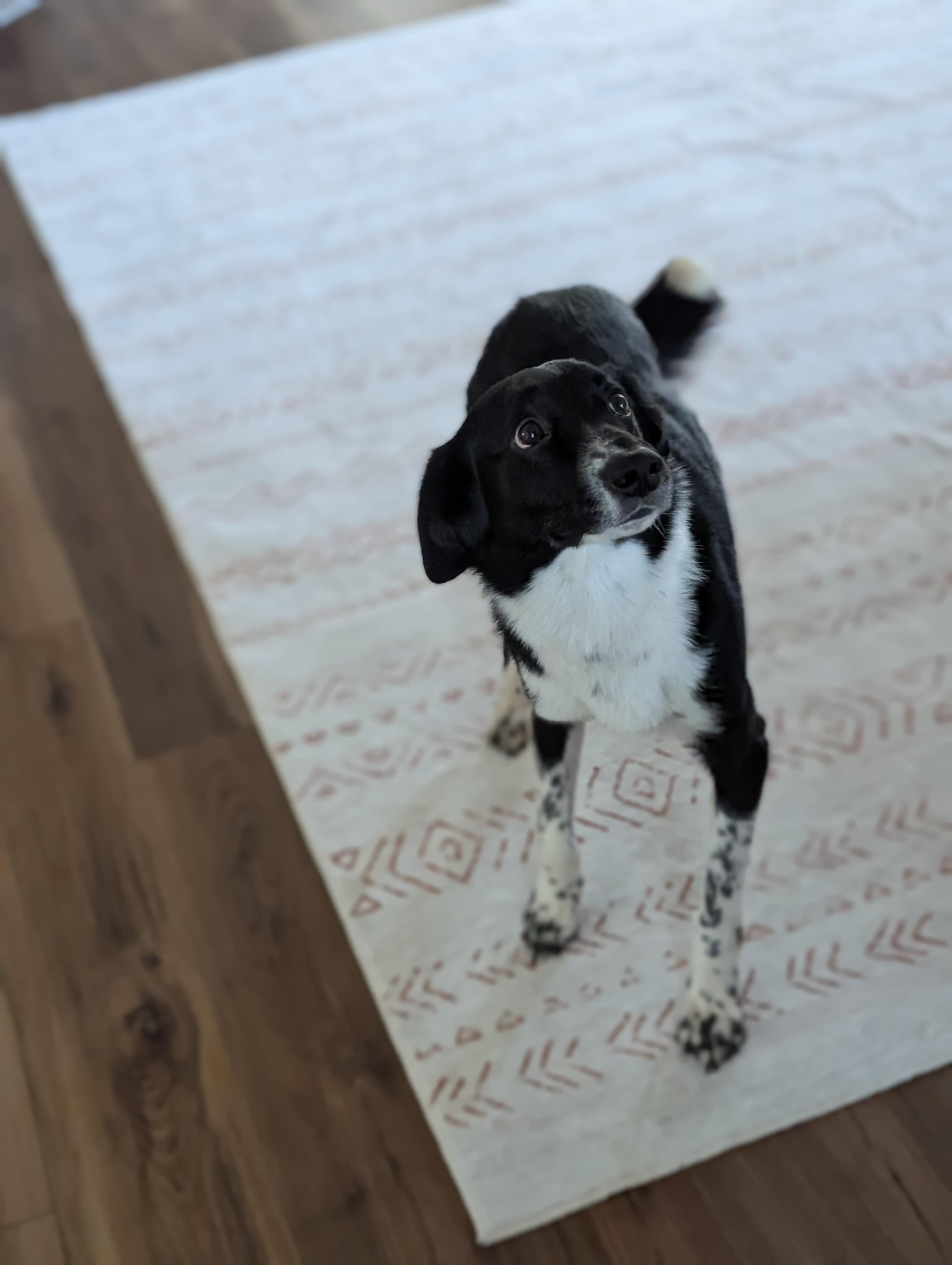 Enlarge Chance, an adopted mixed breed in Bloomingdale, GA image 4/4