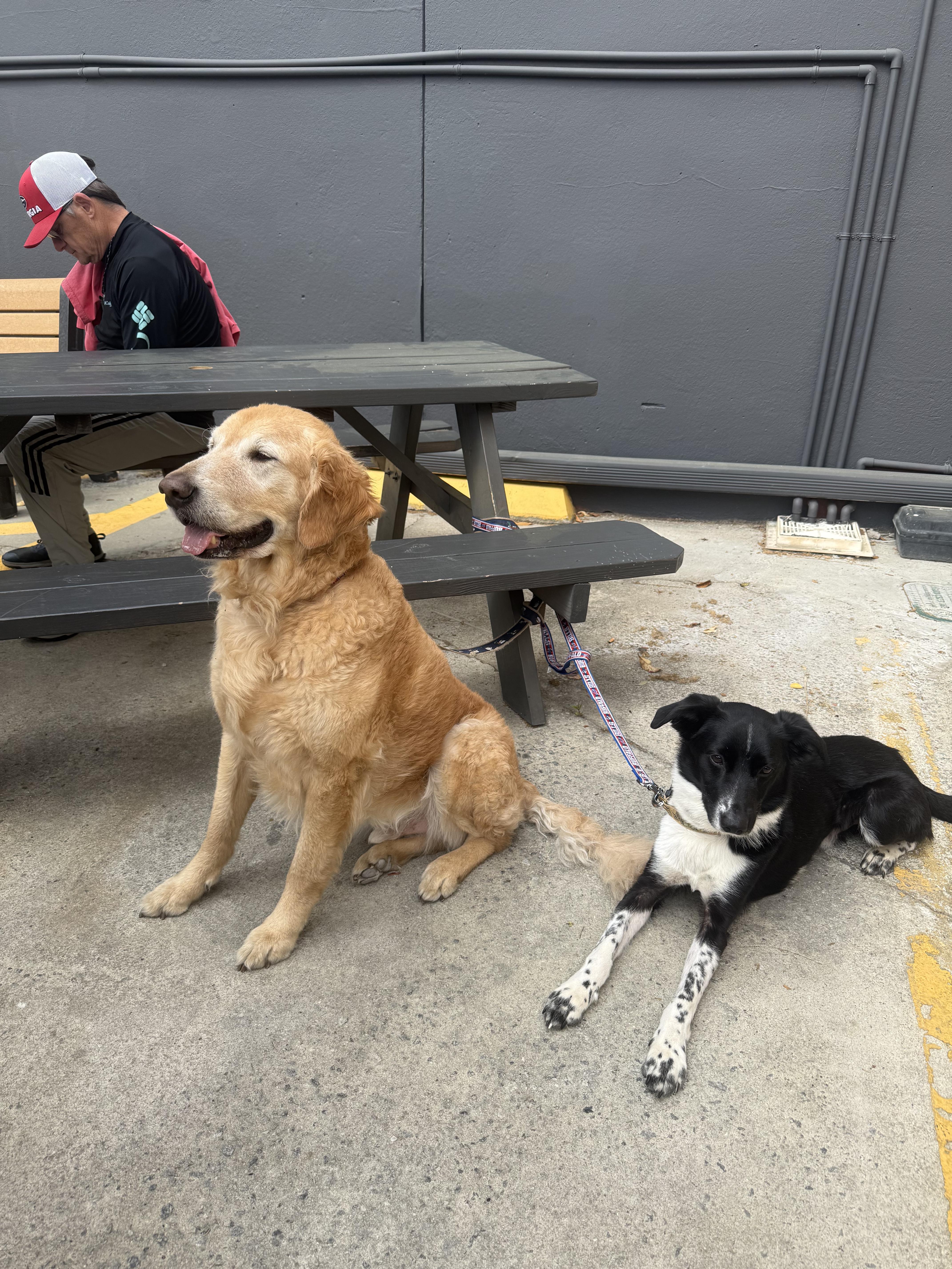 Enlarge Chance, an adopted mixed breed in Bloomingdale, GA image 2/4