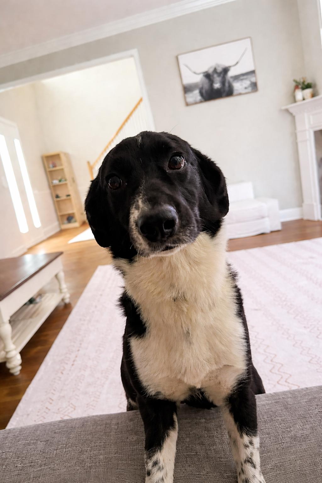 Enlarge Chance, an adopted mixed breed in Bloomingdale, GA image 1/4