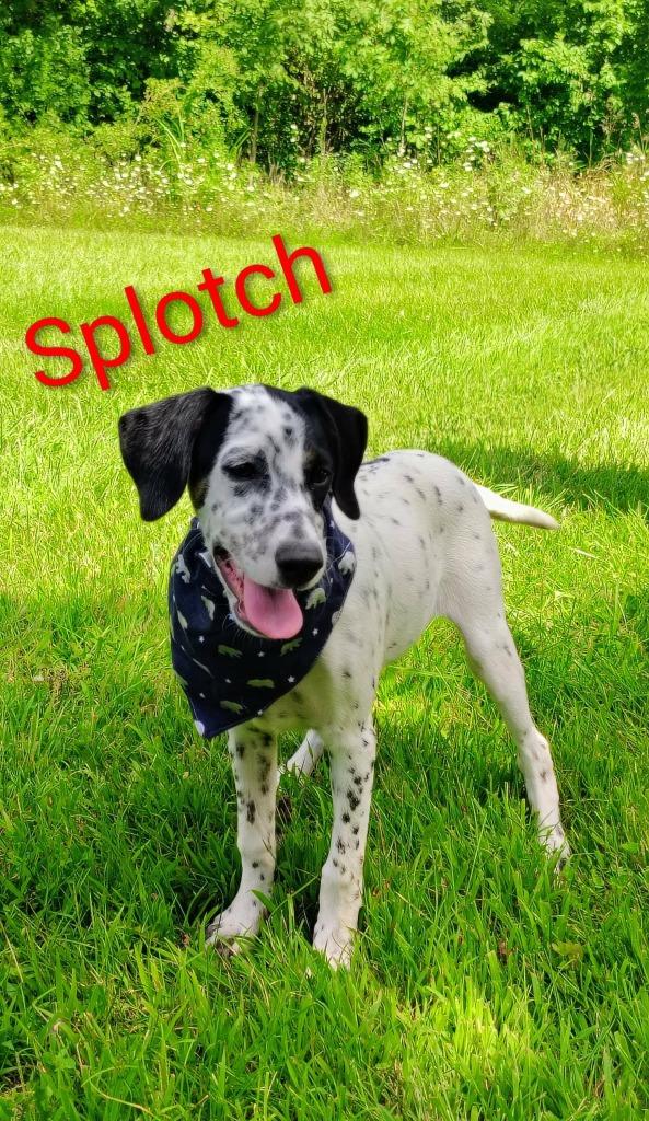 Splotch, Adoptable, Puppy Male Pointer & Mixed Breed.