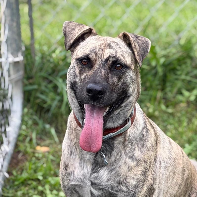 Enlarge Riley, a Adoptable Mixed Breed in Owosso, MI image 1/6