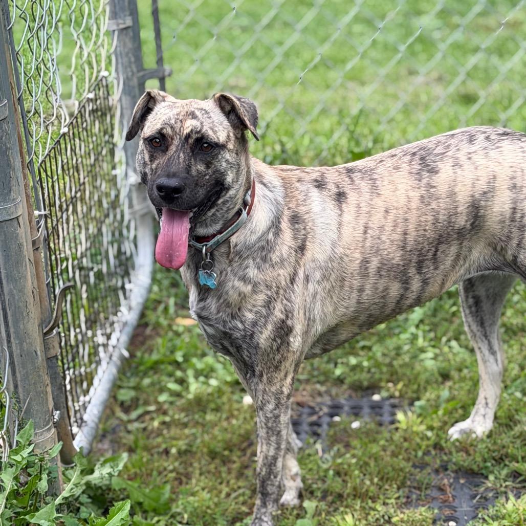 Enlarge Riley, a Adoptable Mixed Breed in Owosso, MI image 2/6