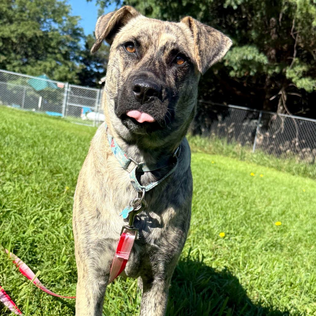 Enlarge Riley, a Adoptable Mixed Breed in Owosso, MI image 3/6