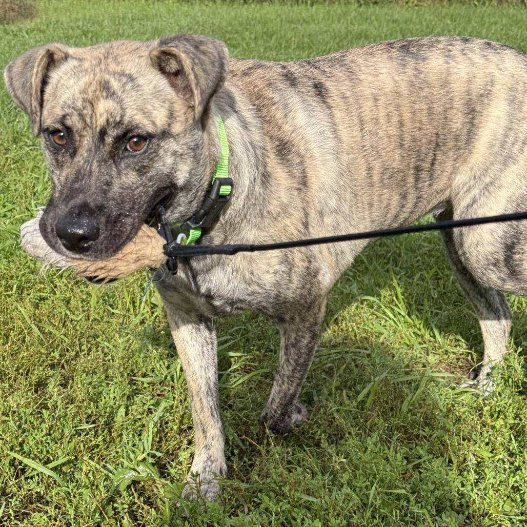 Enlarge Riley, a Adoptable Mixed Breed in Owosso, MI image 4/6