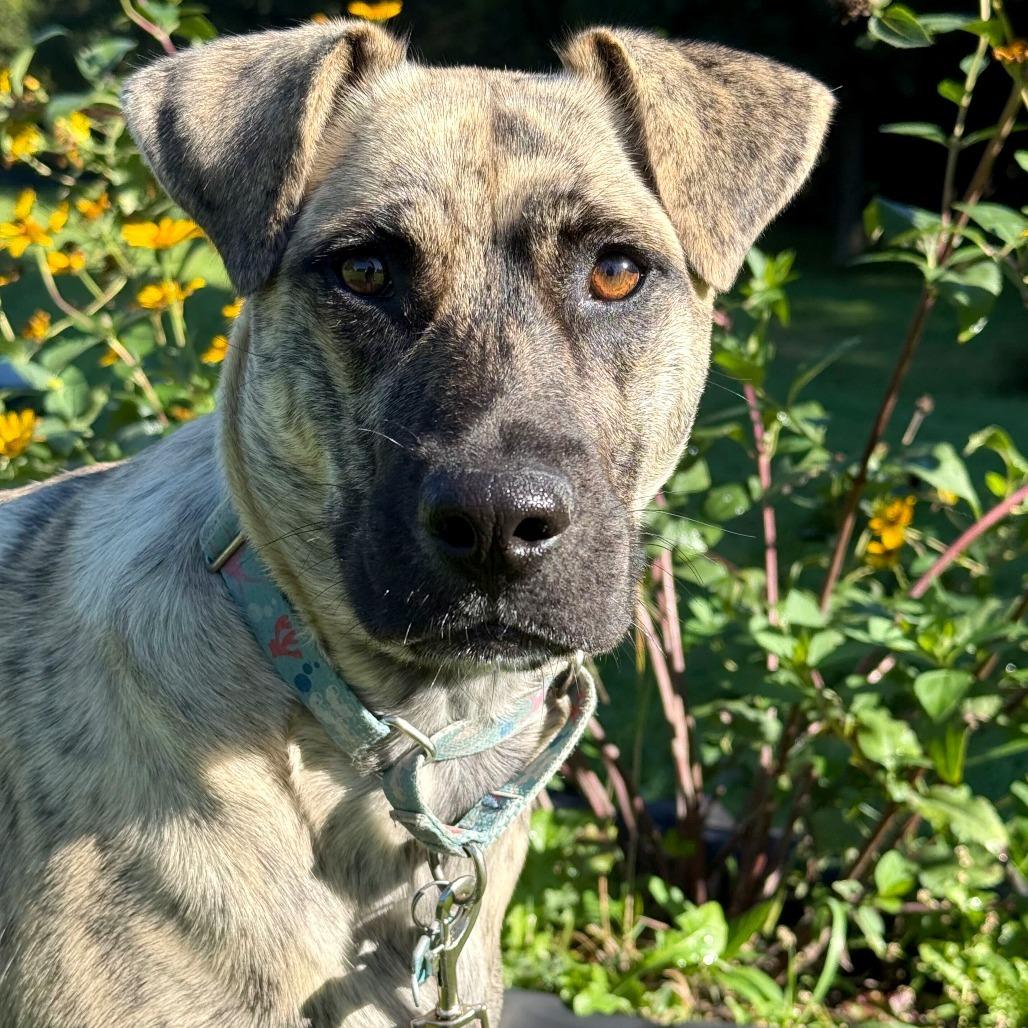 Enlarge Riley, a Adoptable Mixed Breed in Owosso, MI image 5/6