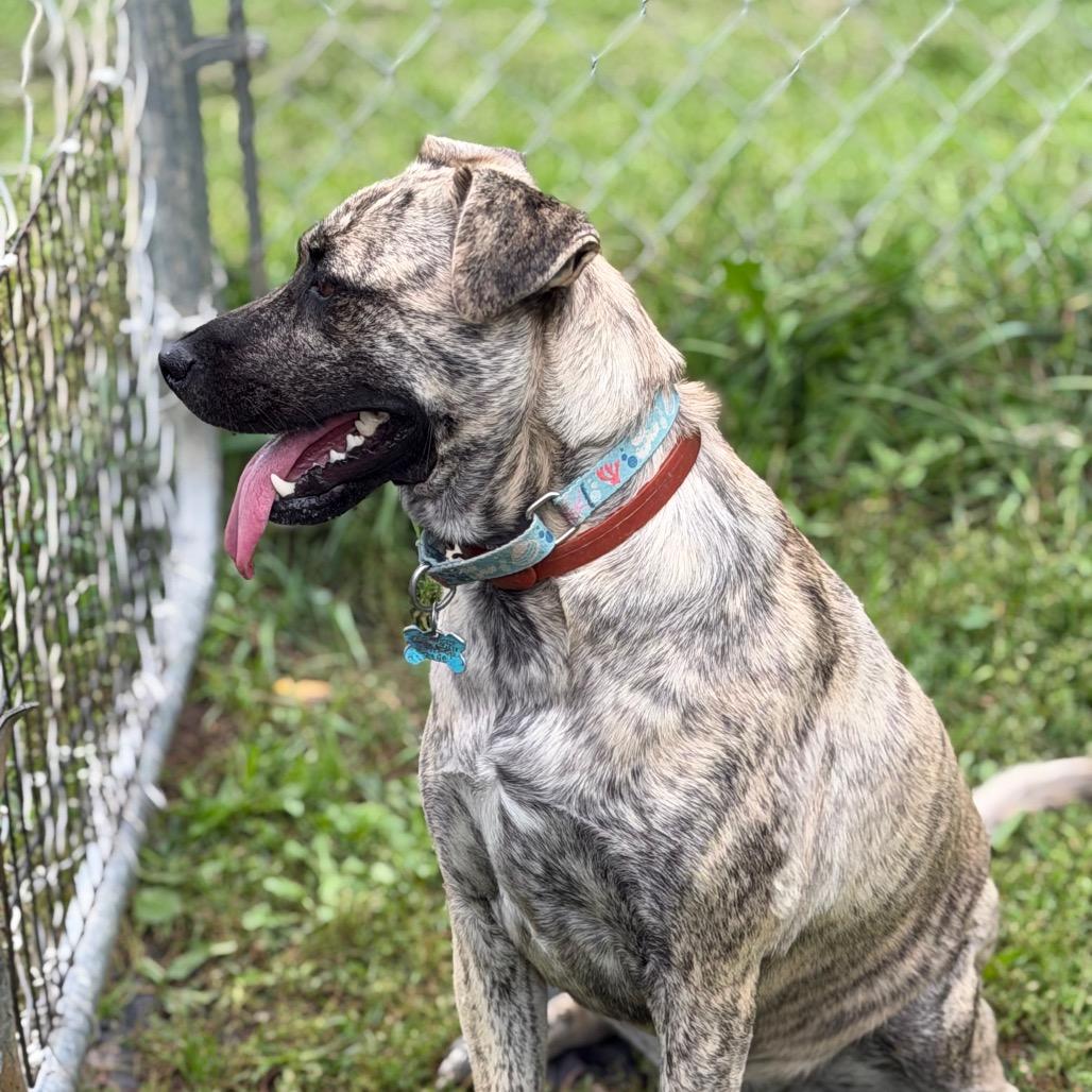 Enlarge Riley, a Adoptable Mixed Breed in Owosso, MI image 6/6