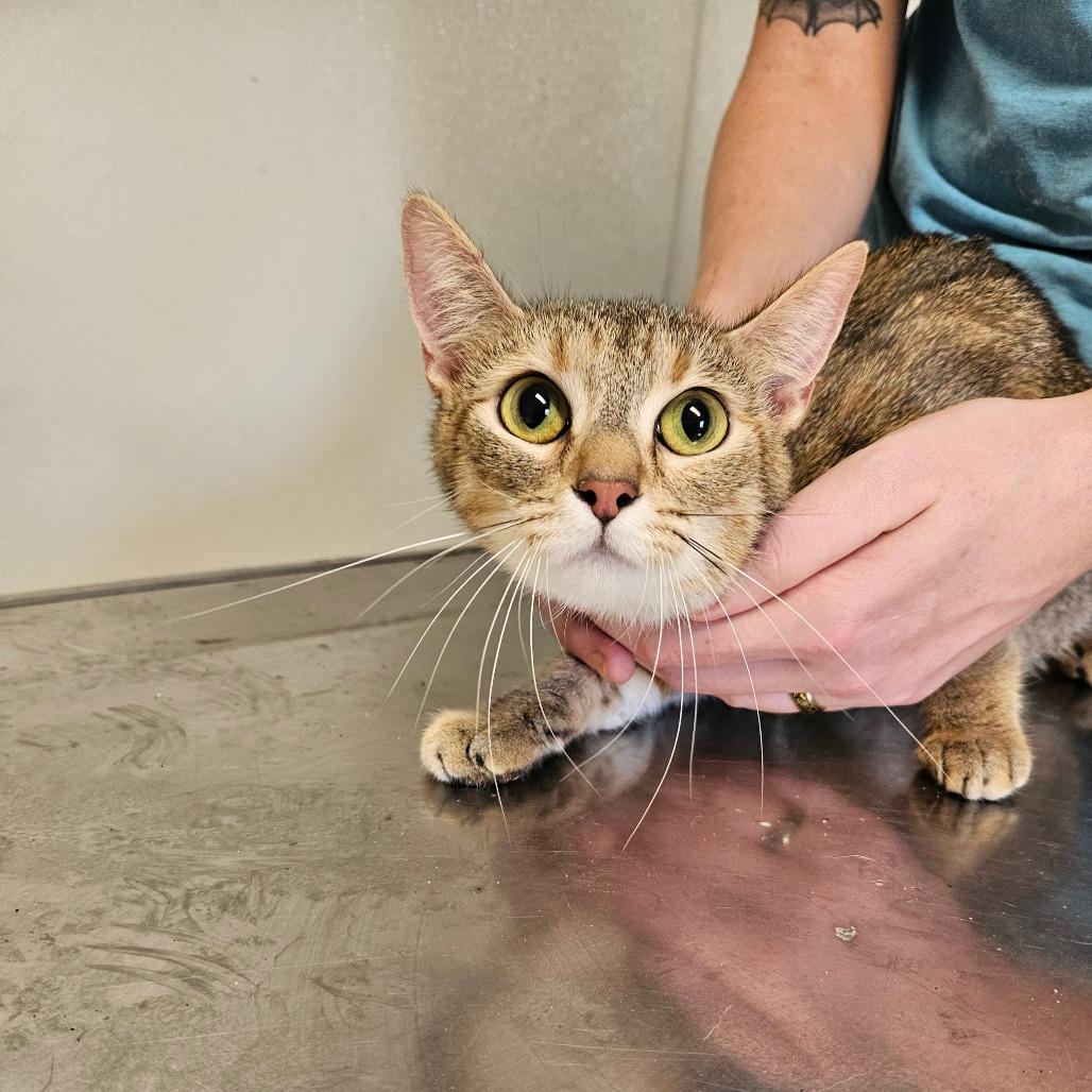 Masking Tape, Adoptable, Young Female Domestic Short Hair.