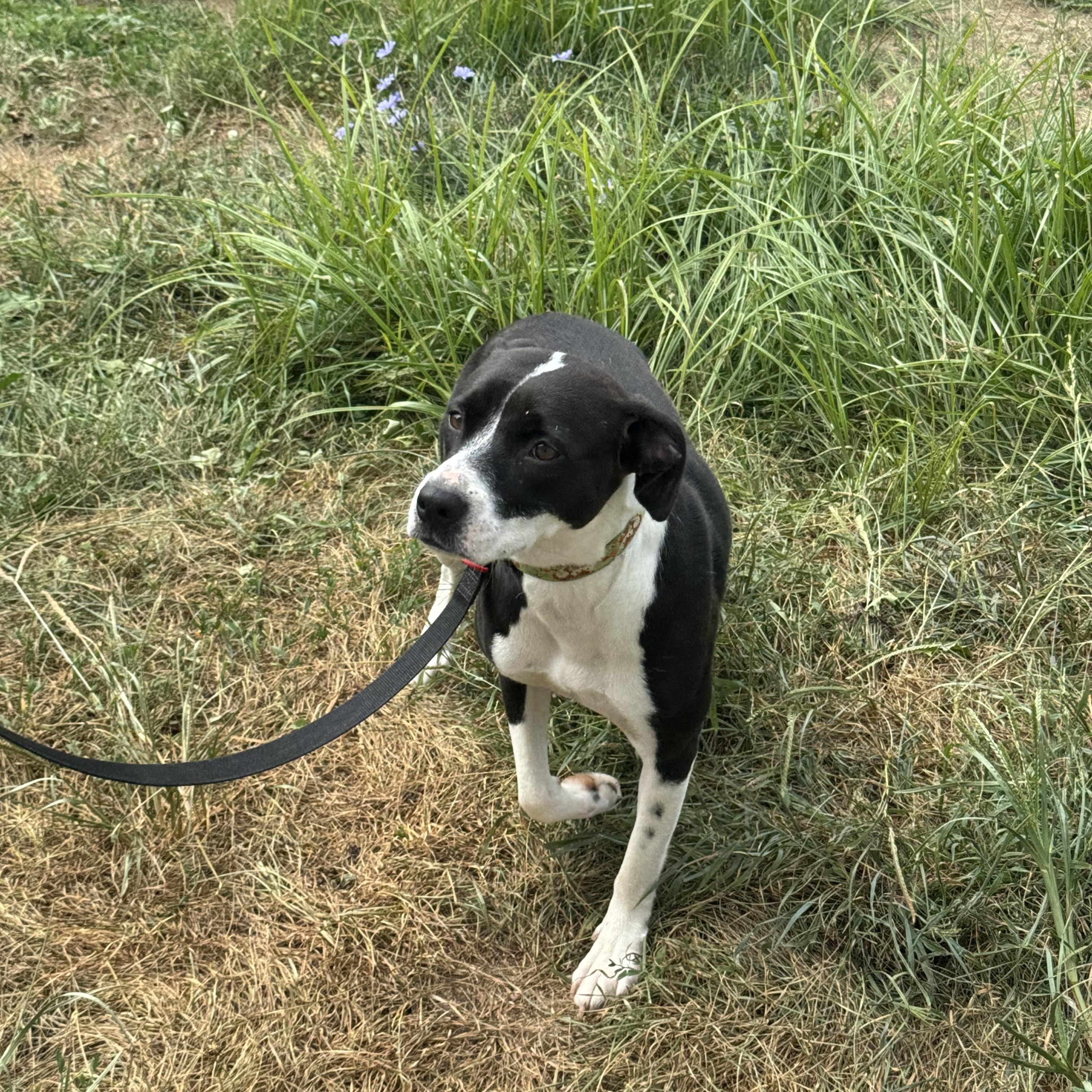 Liv, Adoptable, Young Female Mixed Breed.