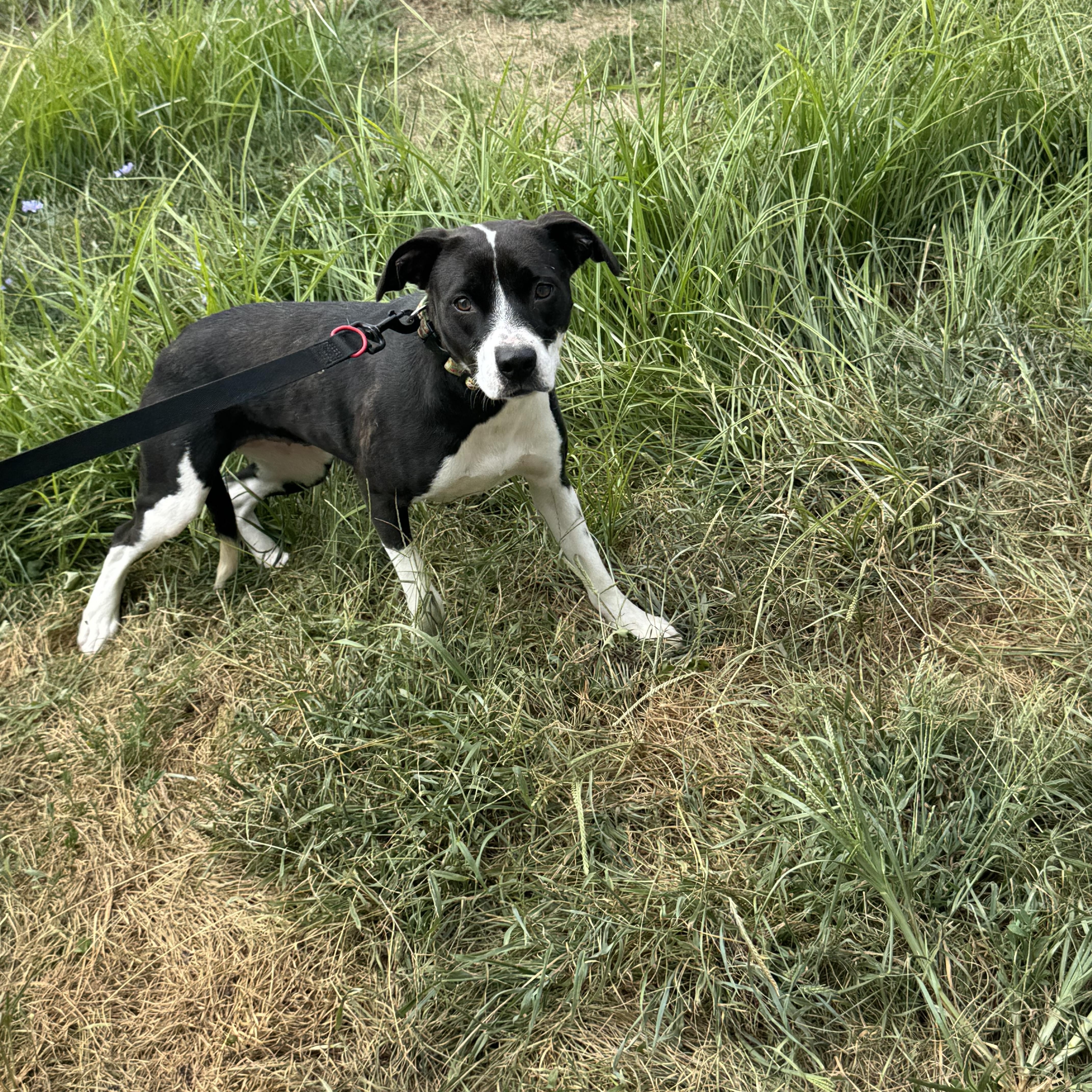 Liv, a Adoptable Mixed Breed in Logan, OH image 2/3